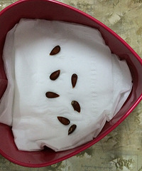 �ȴ�������ѿ