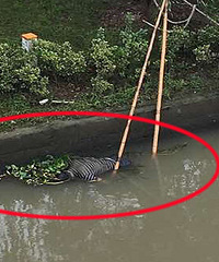 ����Ҧׯ·�ڳ��ָ�ʬ  ���ڴ�����