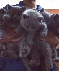 һ������è��