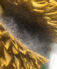 �����12��8һ������� ��ȫ��ë�����г������ҷɡ���