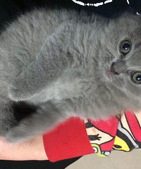 �����Ƥ����