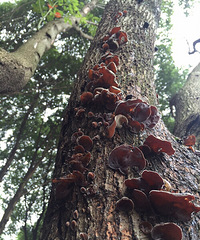 ���ﲻ�³�