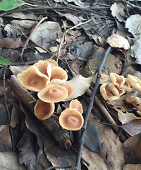 ���ﲻ�³�