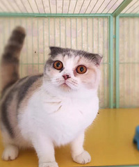 �������迪���ˣ���һֻ������װ���mm��