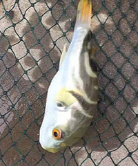 ����ʶ����Ȼ���㳤����������