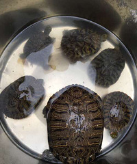 �Լ����ģ�ת��