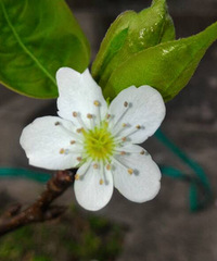 ����������滨����ʱ����