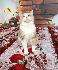 Ӣ����ף���������ʺ�ٶమ�㰡�����ֳ���