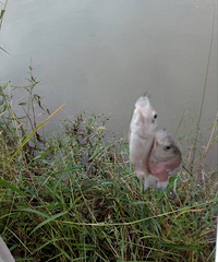 ��С�������������