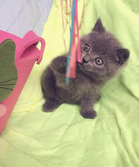 �簲��������