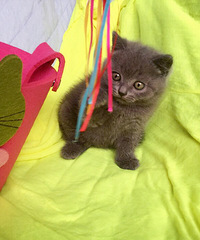 �簲��������