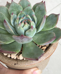 �����ȴ�