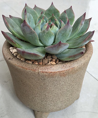 �����ȴ�