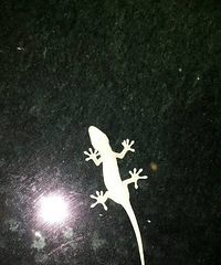 �ڻ�����������