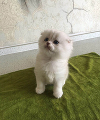 DD���������������Ƭ����һ￴��