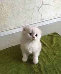 DD���������������Ƭ����һ￴��