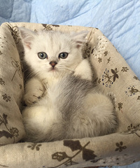 �������Ǳ�������ϲ����������ˣ�˭������