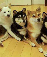 ��4ֻ���������㣬�����ʲô