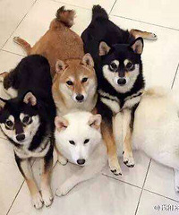 ��4ֻ���������㣬�����ʲô