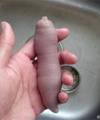 ������й����ձ����ǳ���������ʳ ��Թ�ô��