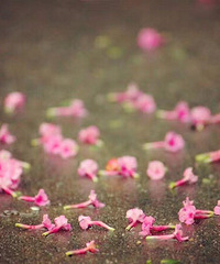 �����ݲ�