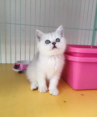 ����DD ������ ���۾�