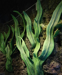 ����Ħ��