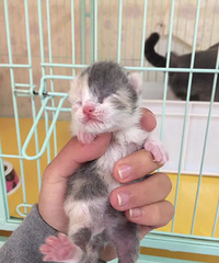 ����ճ�����Ӣ������MM