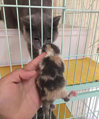 ����ճ�����Ӣ������MM