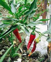 ��һ��������