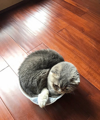 ���ã���Ҫ��һ��è