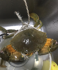 �����Ƽ�з������ôŪ�����أ�������