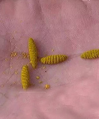 ��ƭ�֣�8800���ҩ �������������