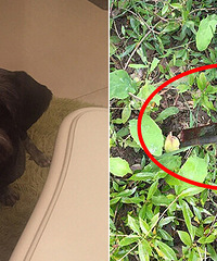 �����޹����ִ�Ѫ�� ����������ͱ��