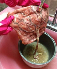 ������Ż������������������̥������������