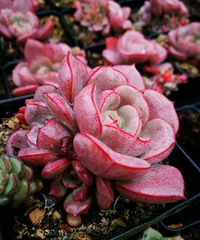 ����԰������