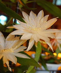 ��˵�е�꼻�һ�� ̫���ˣ�