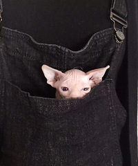 ���Ƕรװ�ڿڴ��������ȵĲ�Ҫ��Ҫ��