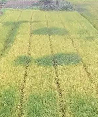 ���ε��ﾪ�֡��ʡ���   ����յĽ���