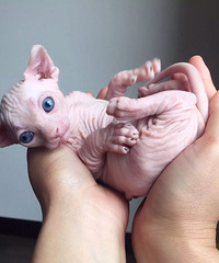 ��è����ô�����Ҽ���ë��������ֹһ����ô