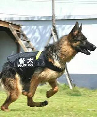 ���ع����ж�����ľ�Ȯ"Х��"�ۼ���Ҳ�У�