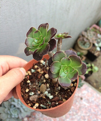 �������������⣬���ɡ�