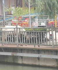 �и۳�������԰�ﾪ��һƥ��  ������԰Ҫ��ʼ�����Ľ����ˣ���