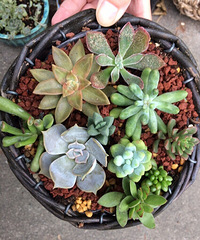 ������Ŷ