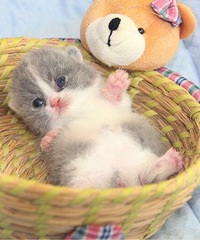 ���������������è������è������