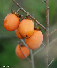 �ϱ���ɽ��Ұ��