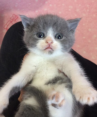 ���׵ܵܣ�С��ͷ���������ȥ�ˣ�С����