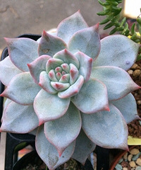 ���ţ�������