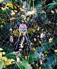 ����ֲ��԰