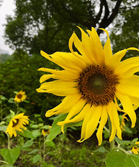 ����ֲ��԰�Ļ���